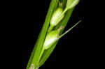 Hitchcock's sedge